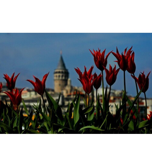 Lalelerin Ardında Galata Kanvas Tablo