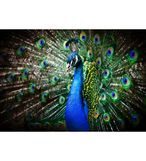 Tavus Kuşunun Asaleti Kanvas Tablo