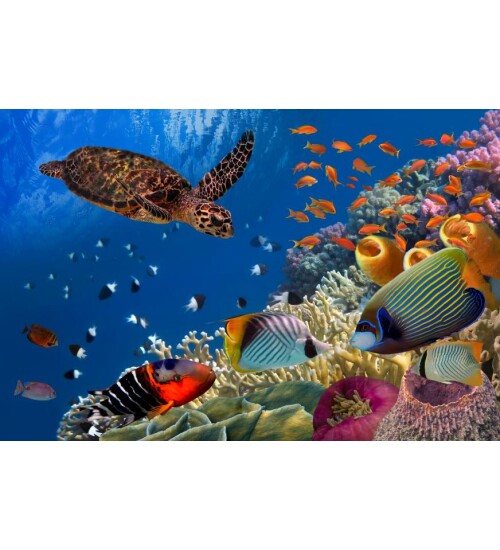 Deniz Kaplumbağası Kanvas Tablo